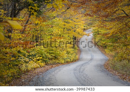 Beautiful colorful fall autumn tree leaf lined road