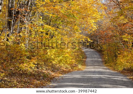 Beautiful colorful fall autumn tree leaf lined road