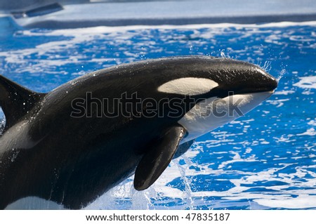 Black and white orca killer whale swimming