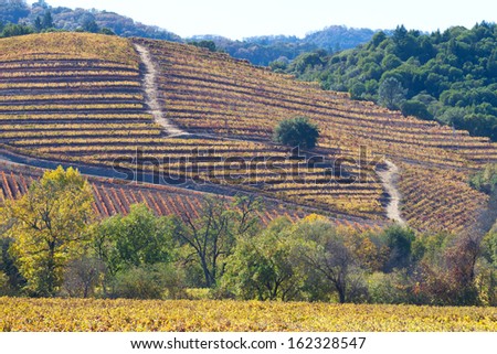beautiful view at fall colors in wine country