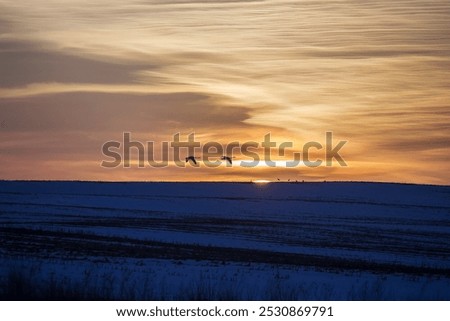 Foto Bild Schwäne bei Sonnenuntergang