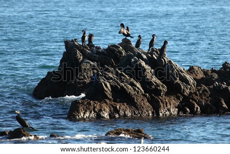Cormorans sitting on a rock in Mediterranean Sea. Costa del Sol, Andalusia, Spain