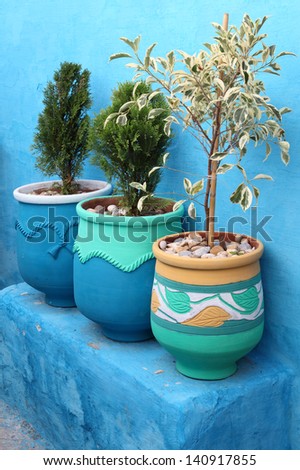 Plants at the blue painted wall in Rabat, Morocco
