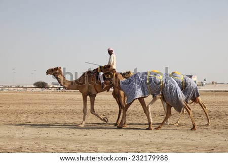 DOHA, QATAR - JAN 7: Camels going to the race track in Doha. January 7, 2012 in Doha, Qatar, Middle East