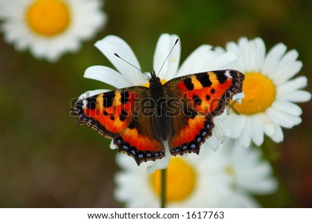 Colorful Monarch butterfly