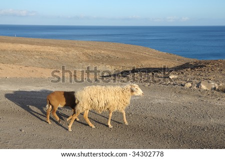 Sheep on the road. Canary Island Fuerteventura, Spain