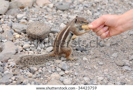 Feeding a cute squirrel. Canary Island Fuerteventura, Spain