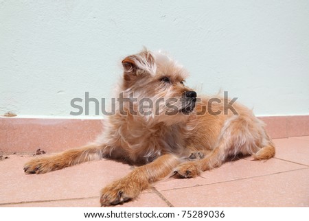Cute lazy dog lying on the terrace