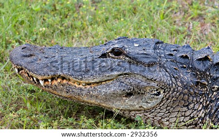 A Wild Alligator by a Florida Swamp