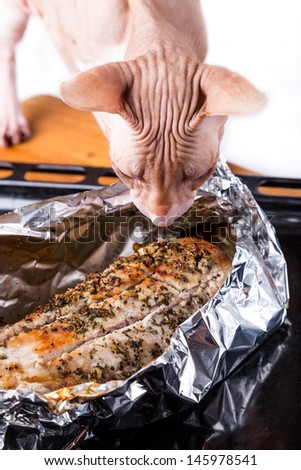 cat sphinx alongside hot baked meat in foil