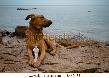 red dog on the beach playing with a plastic bottle