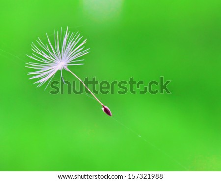 The dandelion parachute has got stuck in a web