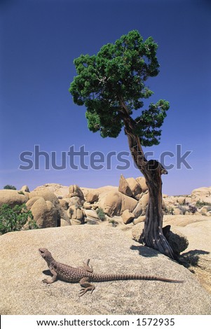 A lizard and a lone tree in Joshua Tree