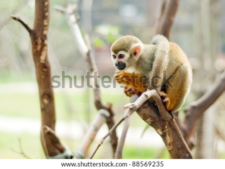 Squirrel monkey in a branch in Costa Rica