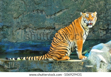Portrait of a Royal Bengal tiger alert and staring at the camera