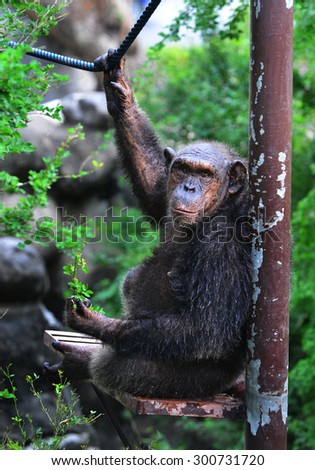 Common Chimpanzee in the Zoo