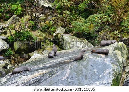 Colony of sea lions, Milford Sound, New Zealand