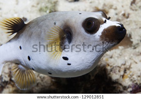 dog face puffer fish