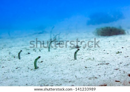 Spotted Garden Eel-Heteroconger hassi (Garden eel)