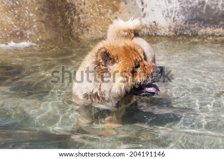dog swimming in the pool