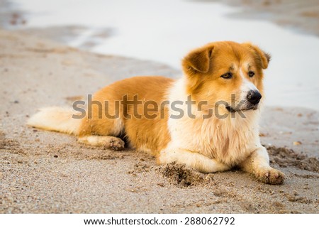 Lonely dog at the beach