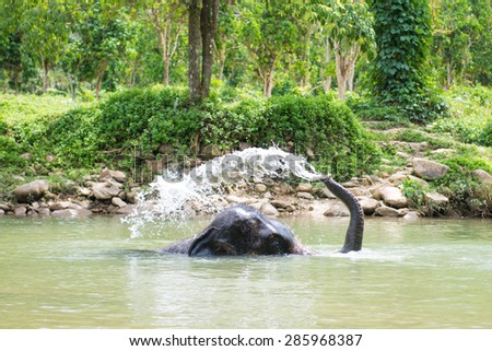 cute elephant is playing water in canal, animal