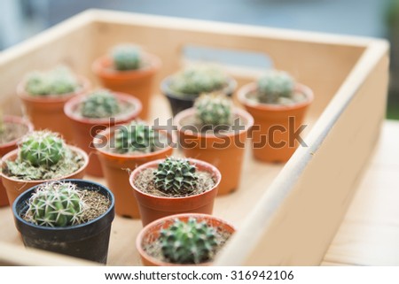 cactus in small flower pots, plant