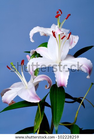 Lily bunch of flowers on a blue background