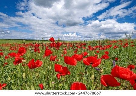 Similar – Image, Stock Photo red poppy flower field