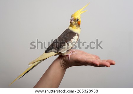Parrot (Nymphicus) sitting on a hand isolated on gray background