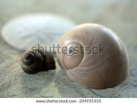 Sand Dollar animal sea shell in a circular shape.