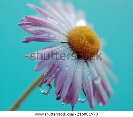 Daisy flower with rain drops on petals on a blue background.