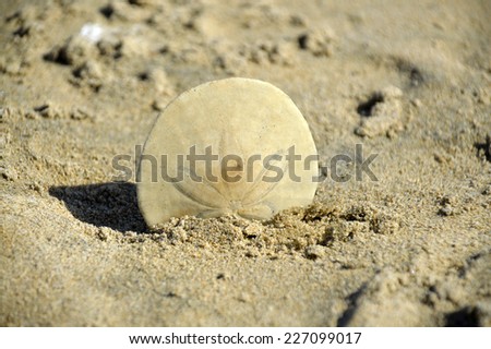 Sand dollar in the white sand in the beautiful by the ocean.