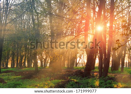 Misty dawn in the forest with sun rays