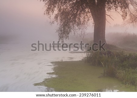 Beautiful morning mist landscape near a small river.
