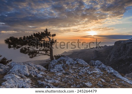 Sunset landscape on a high mountain overlooking the sea and curly pine. Crimea.