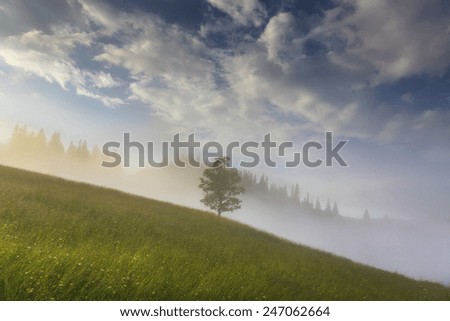 Beautiful tree in the rays of the dawn sun. Carpathian Mountains. Ukraine.