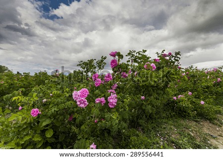 The picturesque landscape with rose field under a cloudy sky. Bulgaria.