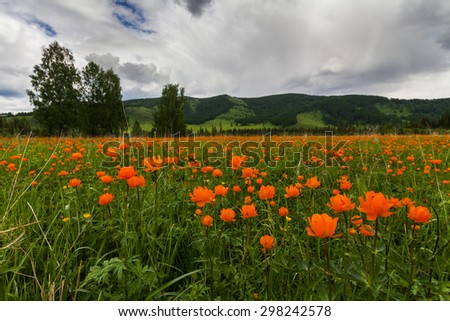 Amazing views of the flowery meadow on background of the mountains. Orange Globeflowers.