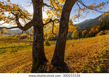 Beautiful autumn tree in the sun against the backdrop of mountains.