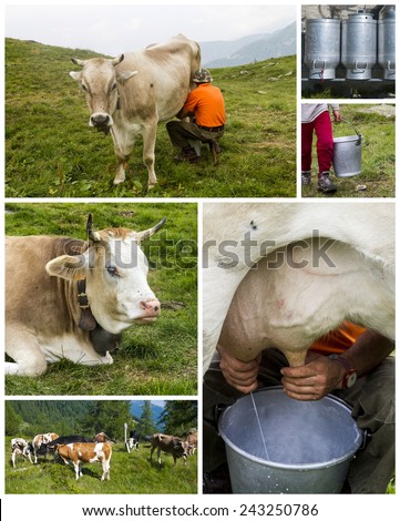 cattle on the field collage