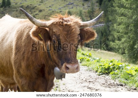A brown cow portrait - Aberdeen Angus