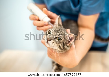 Similar – Image, Stock Photo Female veterinarian doctor uses ear drops to treat a cat