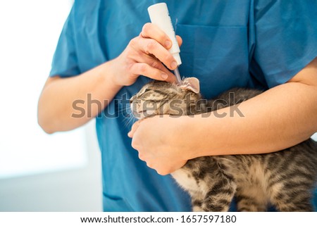 Similar – Image, Stock Photo Female veterinarian doctor uses ear drops to treat a cat