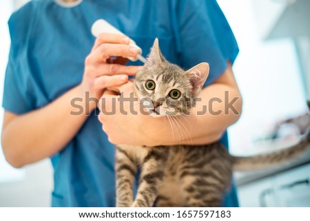 Similar – Image, Stock Photo Female veterinarian doctor uses ear drops to treat a cat