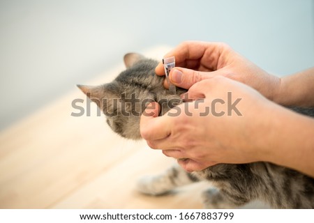 Image, Stock Photo Female veterinarian doctor uses ear drops to treat a cat