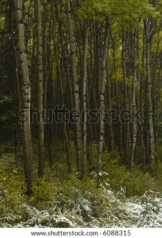 Winter arrives in the forest - Aspen trees with first snow at the tree line