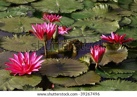 Flowering red oriental water lilies floating on water