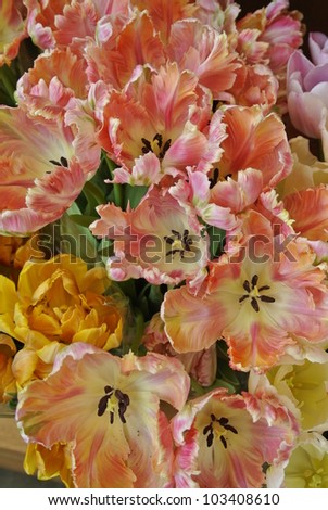 Salmon Parrot Tulips at a Flower Shop
