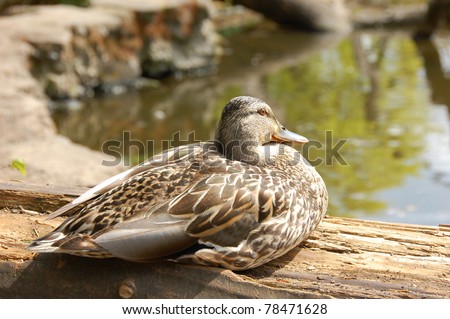 Duck, sitting by a pond